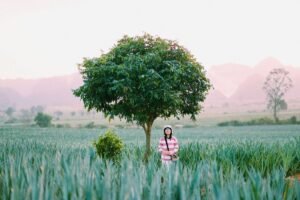 Pineapple fields attract young people to check-in in Ninh Binh 0