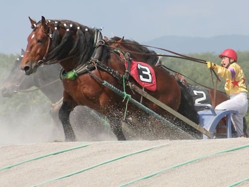 The world's slowest horse race in Japan 2